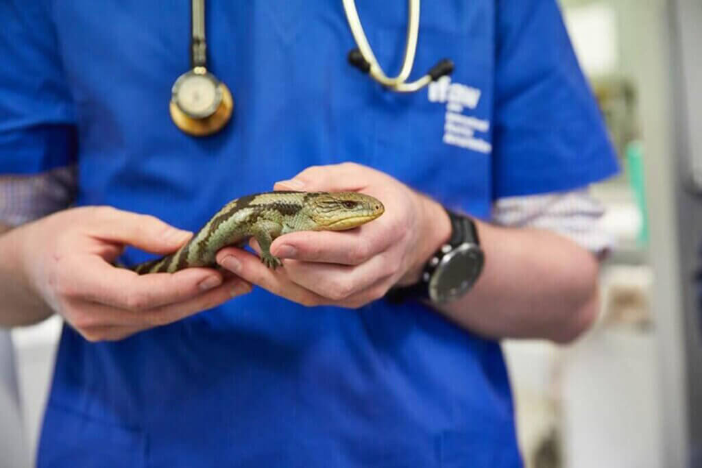Tierarzt hat Reptil in der Hand
