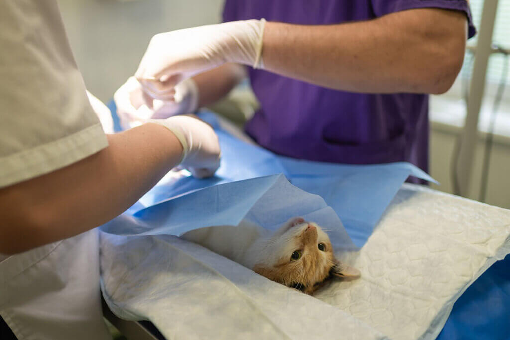 katze wird beim tierarzt operiert