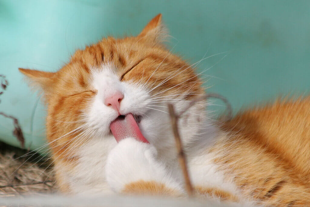 katze schleckt sich ab
