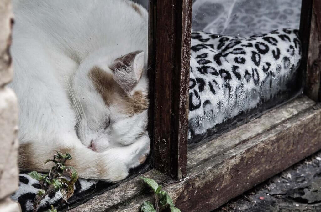 katze am fenster