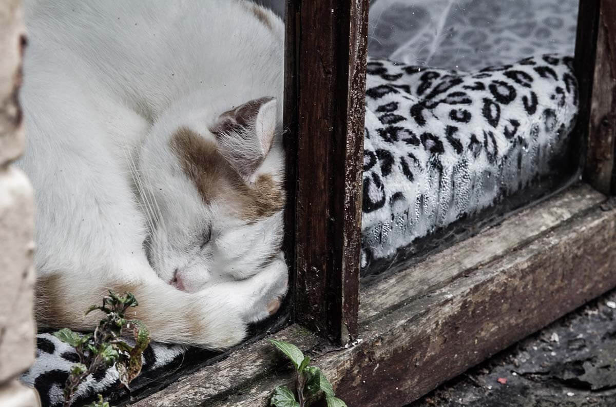 Katzenbetreuung im Urlaub: So vermisst Ihre Katze Sie weniger