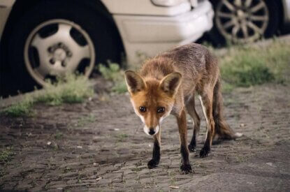 Ein Fuchs schaut mit abgesenktem Kopf in die Kamera und steht auf dem Asphalt. Hinter ihm ist ein AUto geparkt.