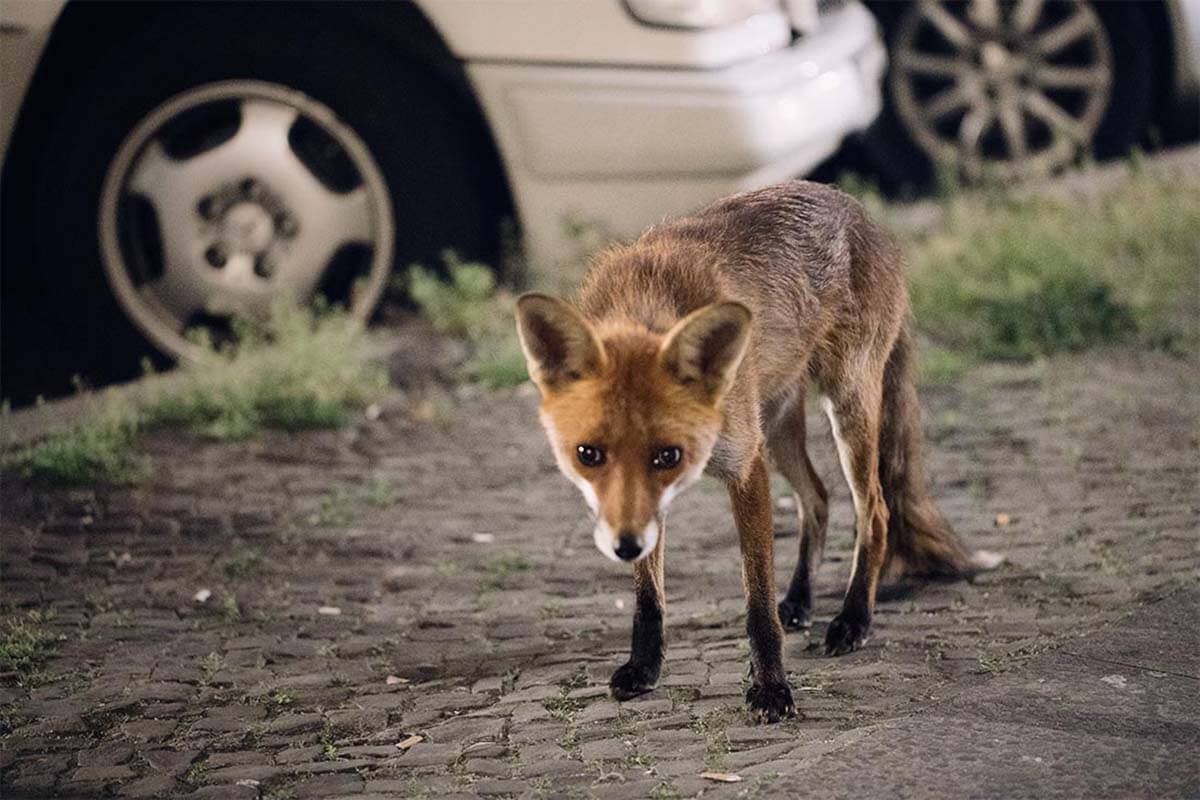 Der Bergmannfuchs: Berliner Instagram-Star ist PETA-Botschafter