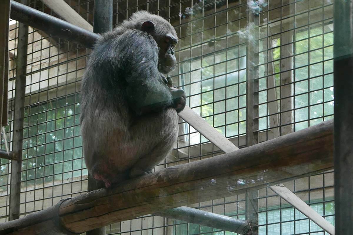 Schimpanse sitzt auf einem Ast vor einem Gitter. Dahinter ist ein Fenster gekippt.