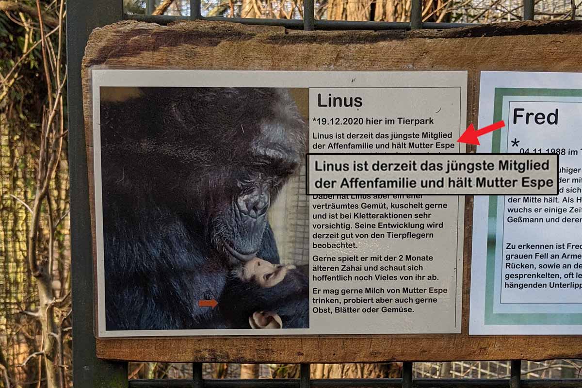 Infotafel zum Schimpansen Linus aus dem Leintalzoo.