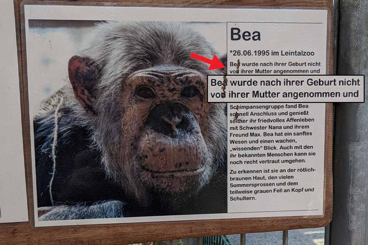 Infotafel zum Schimpansen Bea aus dem Leintalzoo.