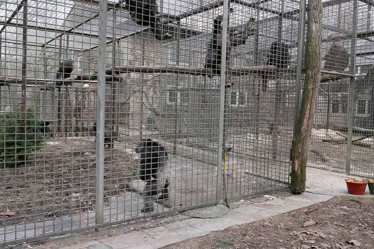 Eine Gruppe Schimpansen sitzt im Aussengehege eines Zoos auf Aesten und am Boden.