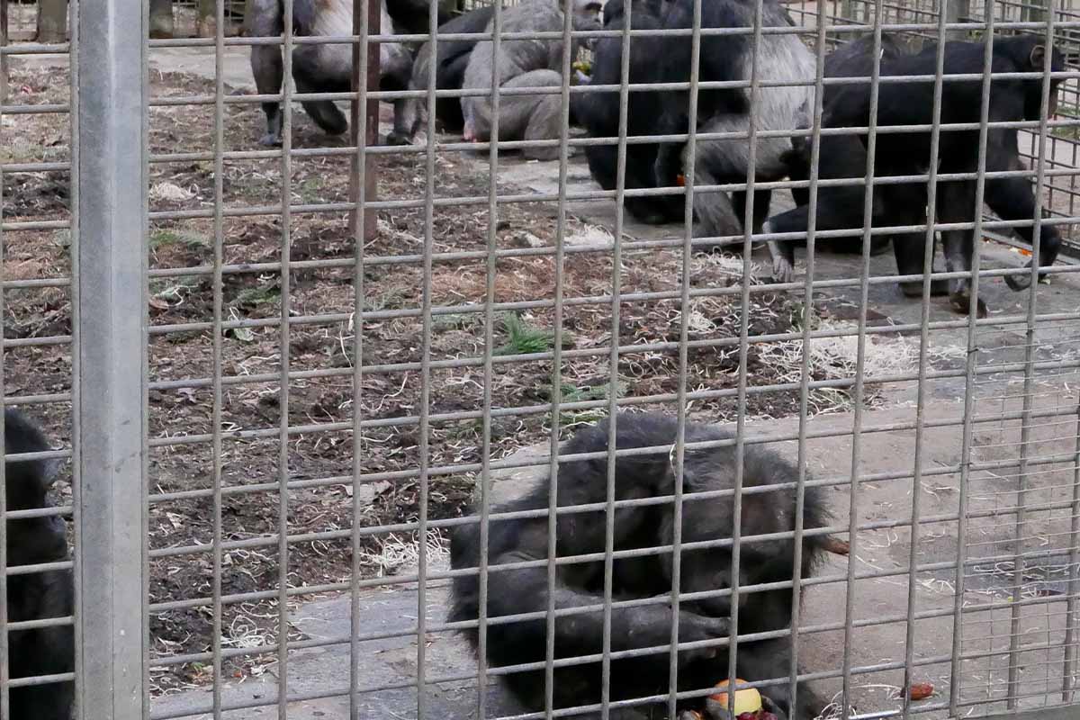 Eine Gruppe Schimpansen sitzt im Aussengehege eines Zoos neben einem Haufen Dreck. Ein Schimpanse isst einen Apfel.