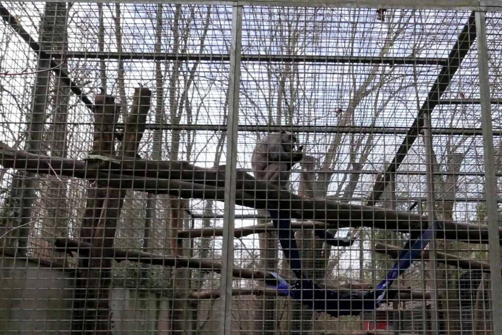 Schimpanse sitzt auf einem Ast im Aussengehege im Leintalzoo in karger Umgebung.