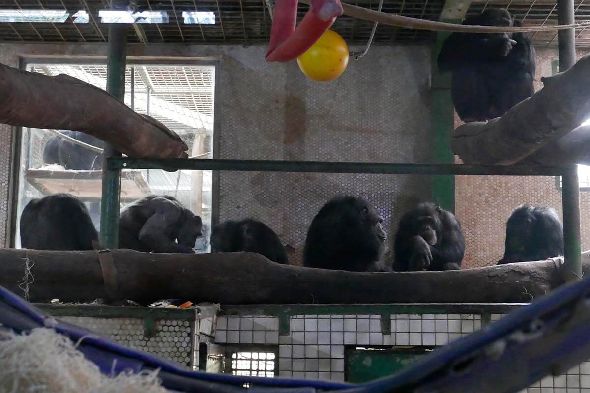 Dunkles, wenig lichtdurchflutetes Gehege mit beigen Fliesen an der Wand. Schimpansengruppe sitzt hinter einem Baumstamm.