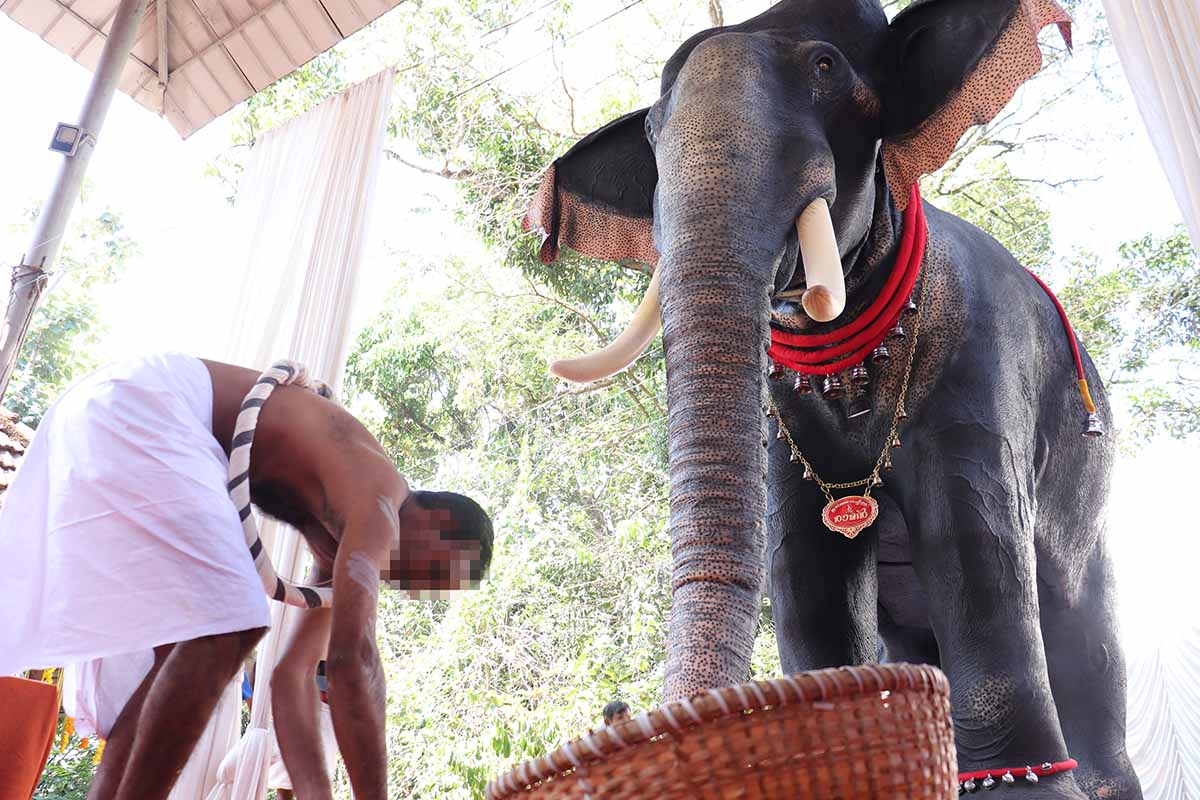 Elefanten-Angriffe in Kerala: PETA Indien bietet tierfreundliche Lösung an