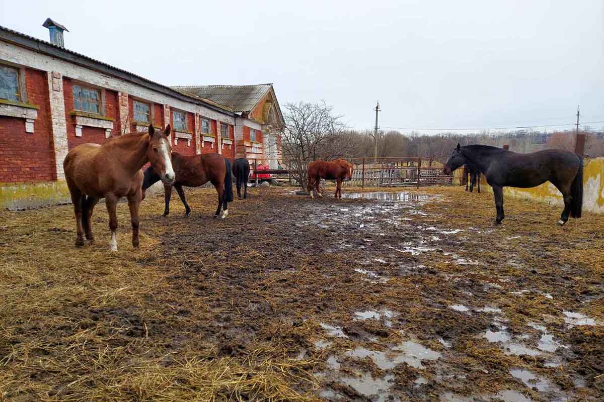 Ukraine: 35 Pferde vor Hungertod im Kriegsgebiet gerettet
