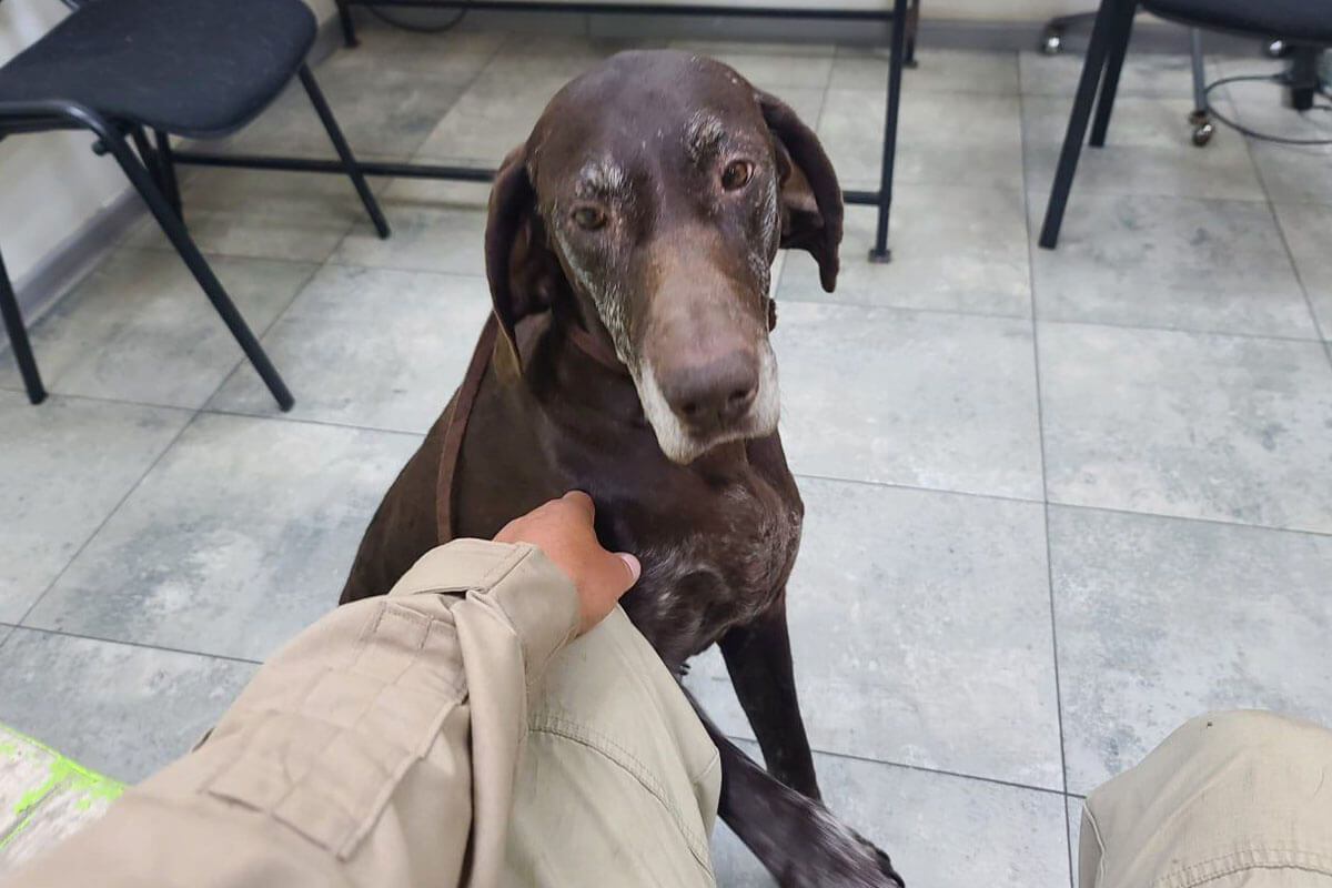 Brauner Hund mit weissen Flecken im Gesicht sitzt vor einem Menschen.