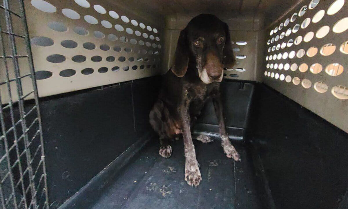 Brauner Hund mit weissgefleckten Pfoten sitzt in einer Transportbox.