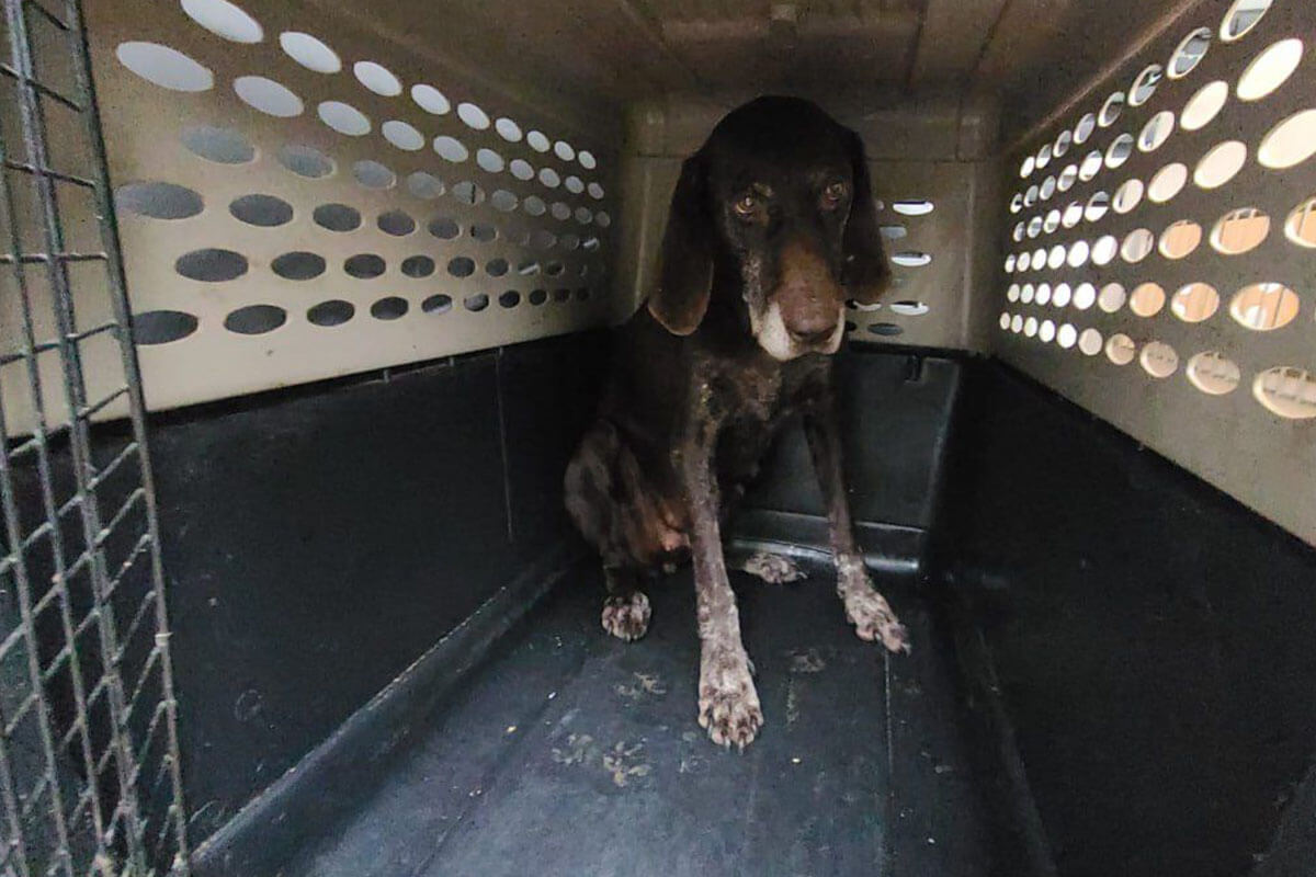 Brauner Hund mit weissgefleckten Pfoten sitzt in einer Transportbox.