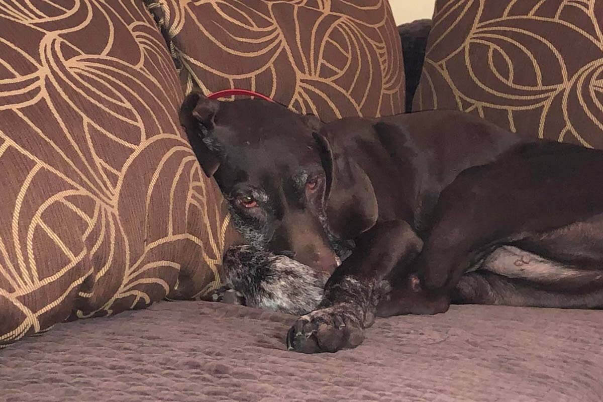 Brauner Hund mit weissgefleckten Pfoten liegt auf einer Couch mit braunem Bezug.