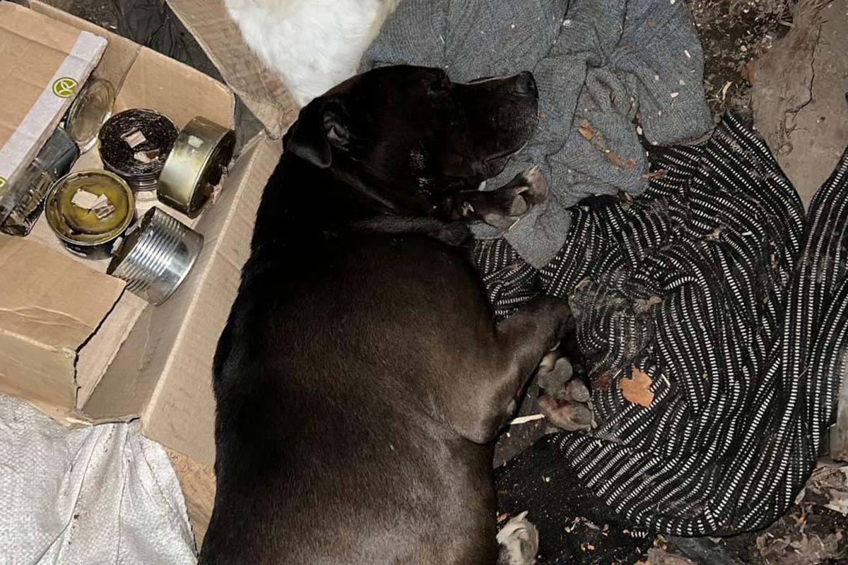 Schwarzer Hund liegt neben einem Karton mit Konserven und auf schmutzigen grauen Decken am Boden.