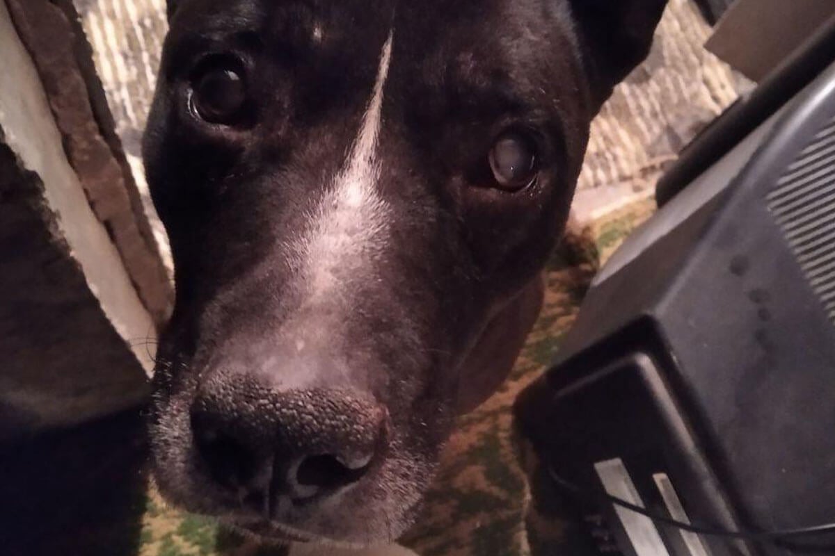 Schwarzer Hund mit getruebtem Auge schaut in die Kamera.