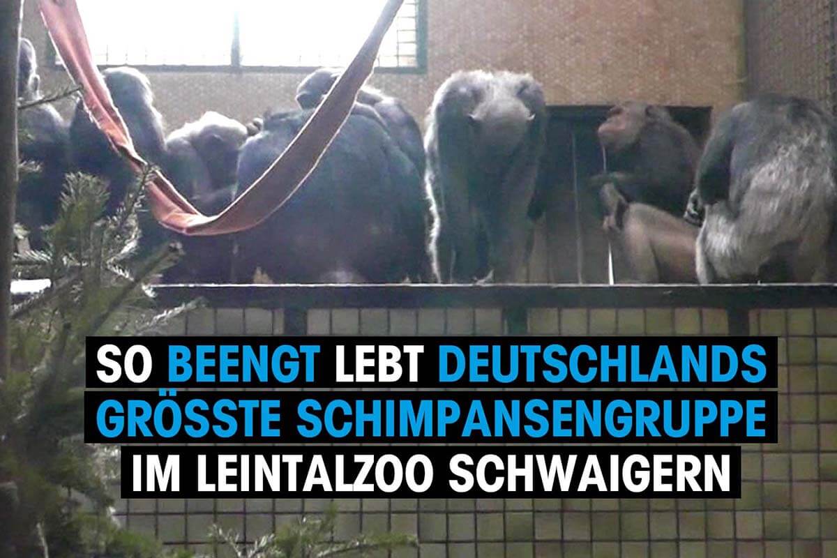 Bild mit Text. Schimpansen sitzen vor einem Fenster im engen Gehege im Leintalzoo.