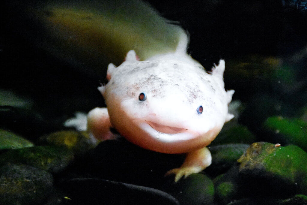 Ein Axolotl schaut zwischen Blaettern hervor.