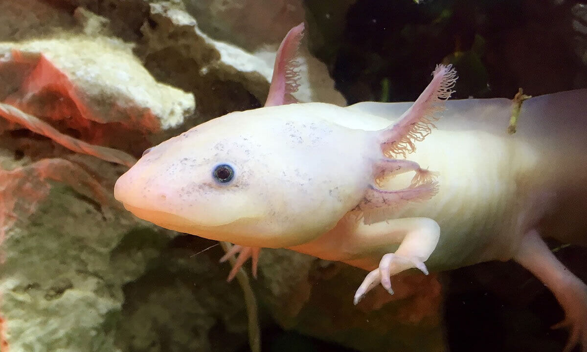 Rosa Axolotl schwimmt im Aquarium neben einem Stein.