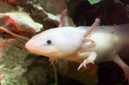 Rosa Axolotl schwimmt im Aquarium neben einem Stein.