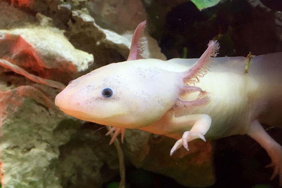 Exotische Tiere Zu Kaufen