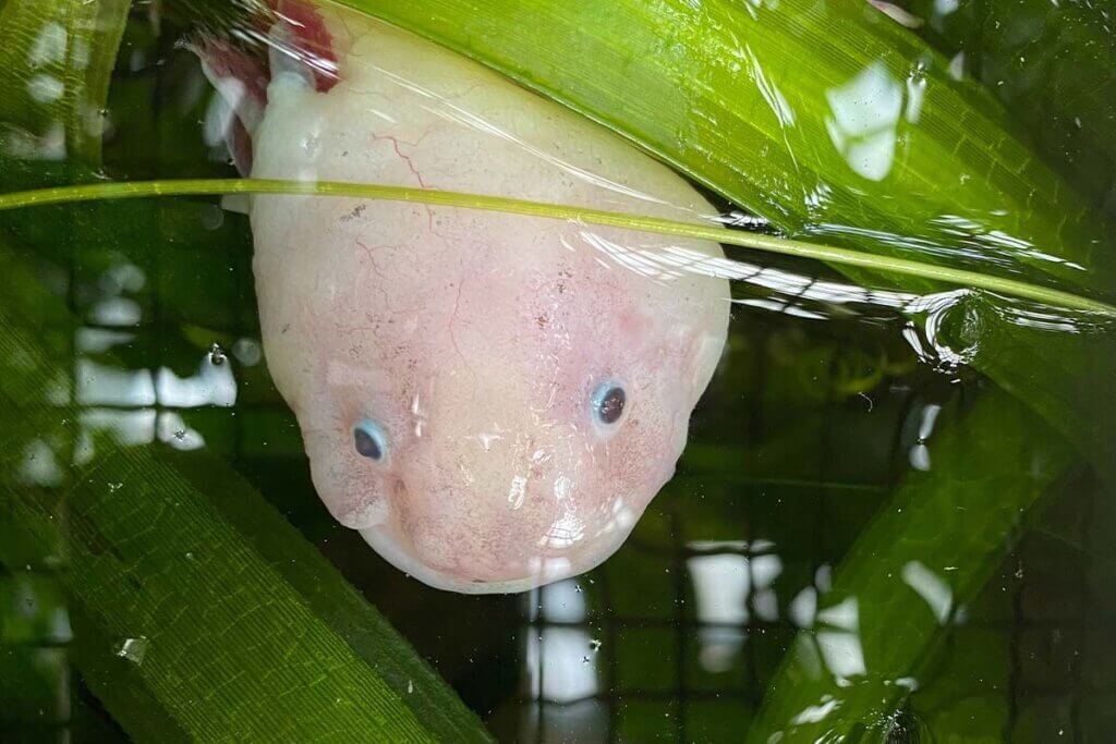 Ein Axolotl schaut unter Wasser hinter einer gruenen Pflanze hervor aus dem Wasser.