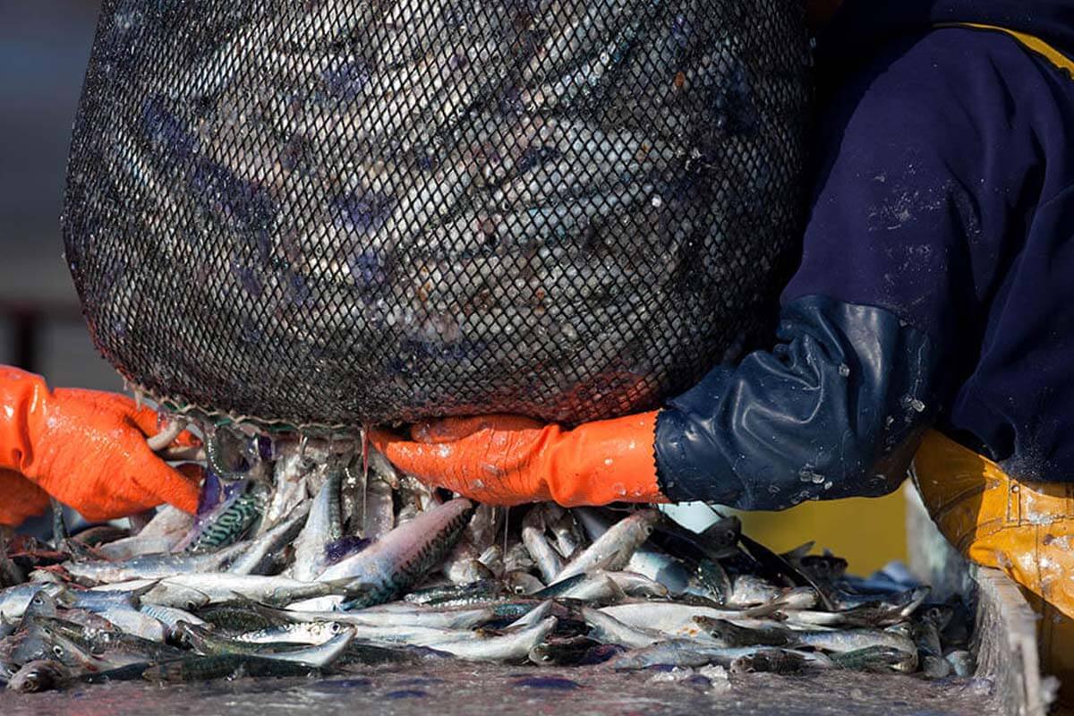 Griechenland verbietet Grundschleppnetz­fischerei in Schutzgebieten als erstes EU-Land – Deutschland muss nachziehen
