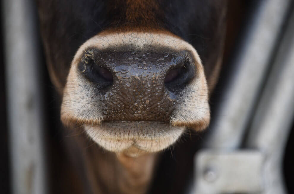 Nase einer braunen Kuh, die aus einem Stall schaut.