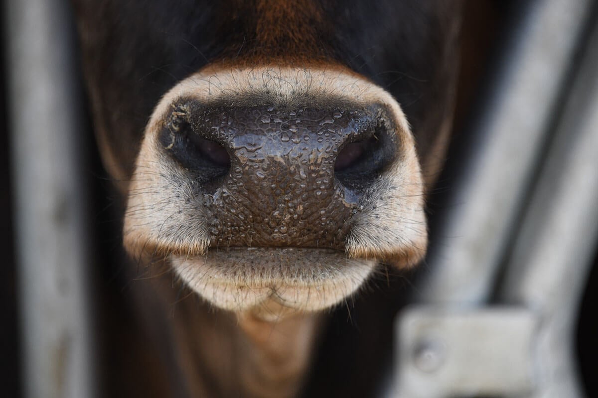 Nase einer braunen Kuh, die aus einem Stall schaut.