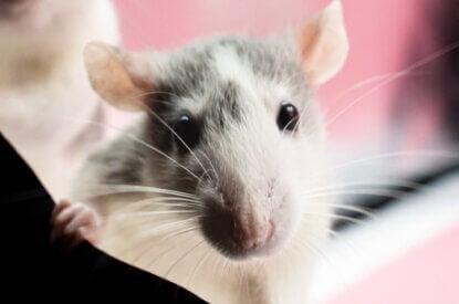 Weiss-grau gefleckte Ratte schaut hinter einer Ecke hervor.