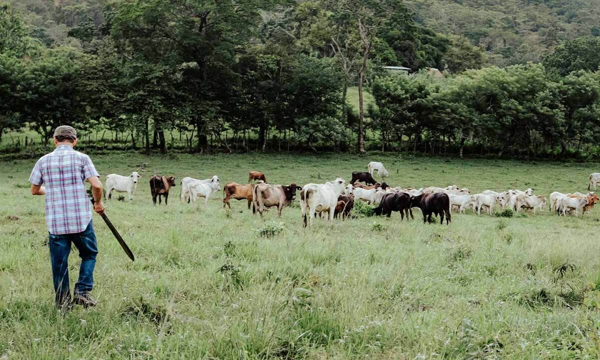 Eine Person in blauem Karohemd laeuft auf eine Rinderherde auf einer gruenen Weide zu.