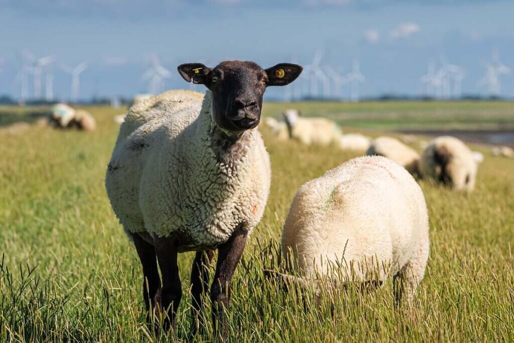 Schafherde steht auf einer gruenen Weide vor blauem Himmel.