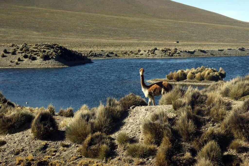 Alpaka steht auf einer grünen Landschaft neben einem See.