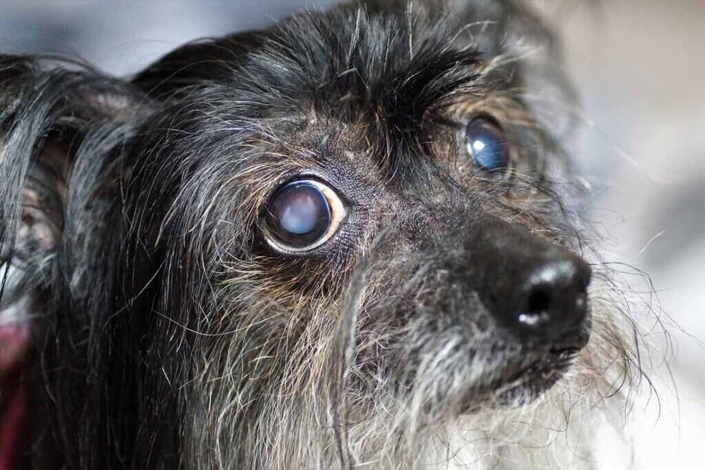 hund mit grauen augen