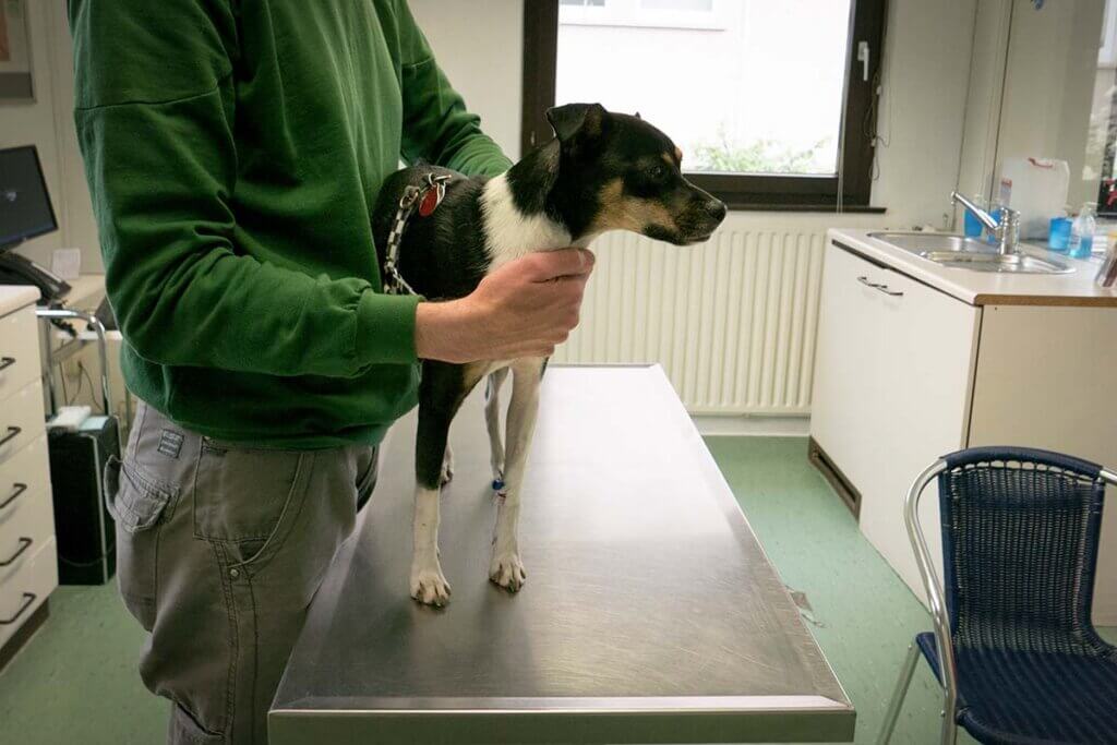 Ein schwarz-weißer Hund wird von einem Tierarzt untersucht.