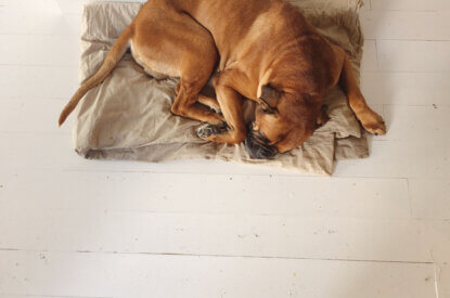 Ein brauner Hund liegt iin seinem Körbchen und schläft.