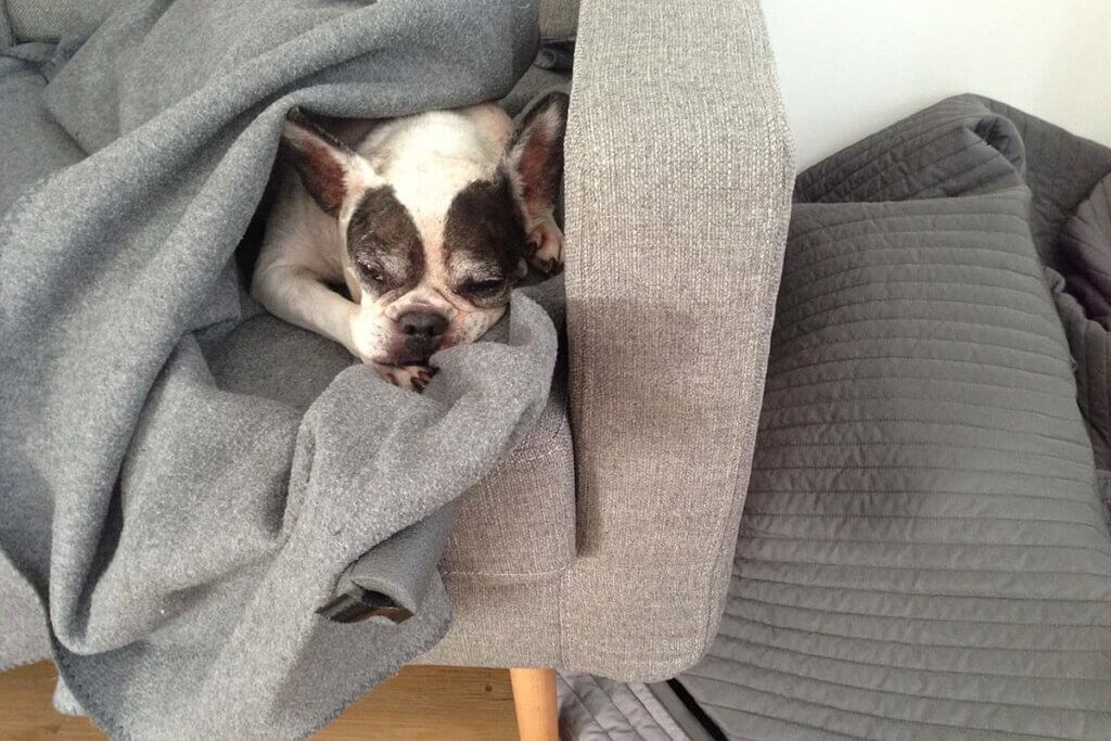 Ein schwarz-weißer Hund liegt auf einer grauer Couch zugedeckt mit einer Decke.