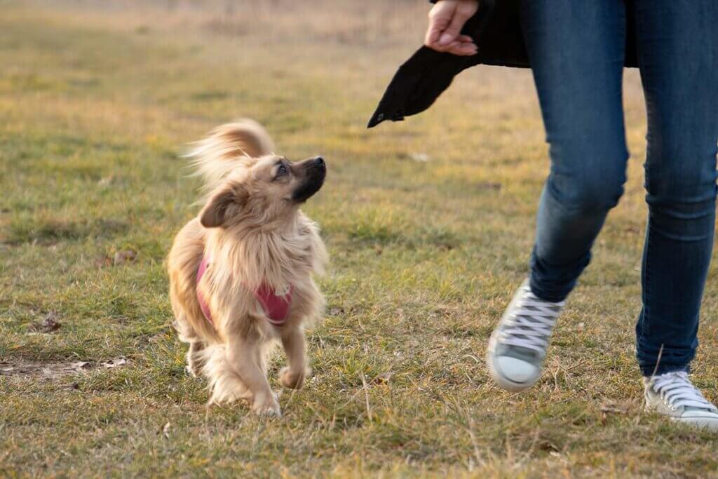 Ein Hund läuft neben einem Menschen und schaut ihn an.