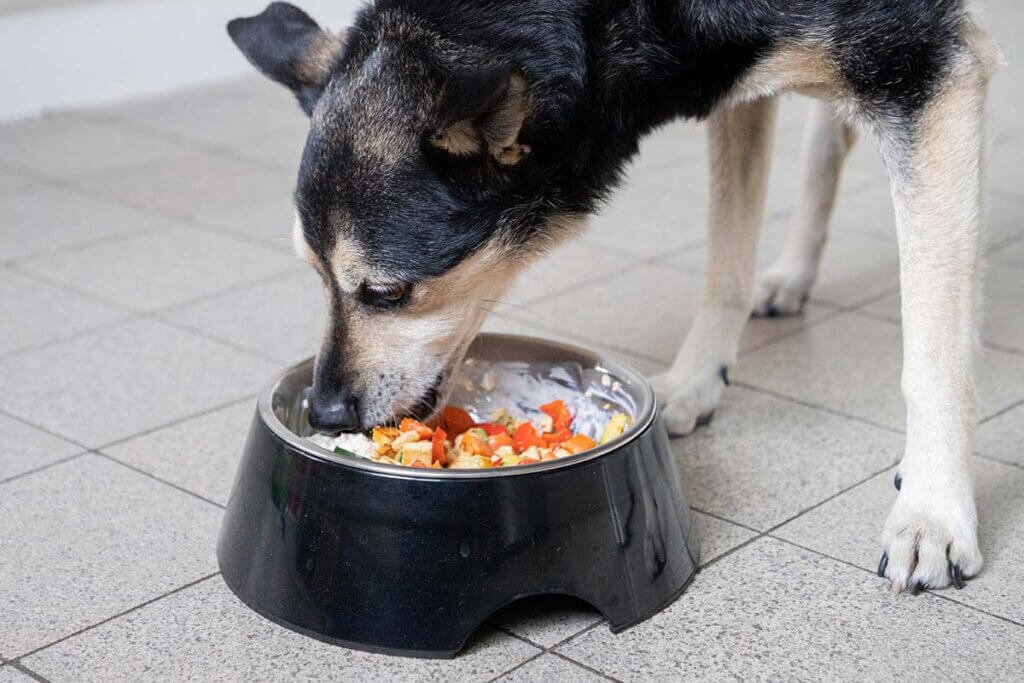 Hund frisst aus einem Napf.