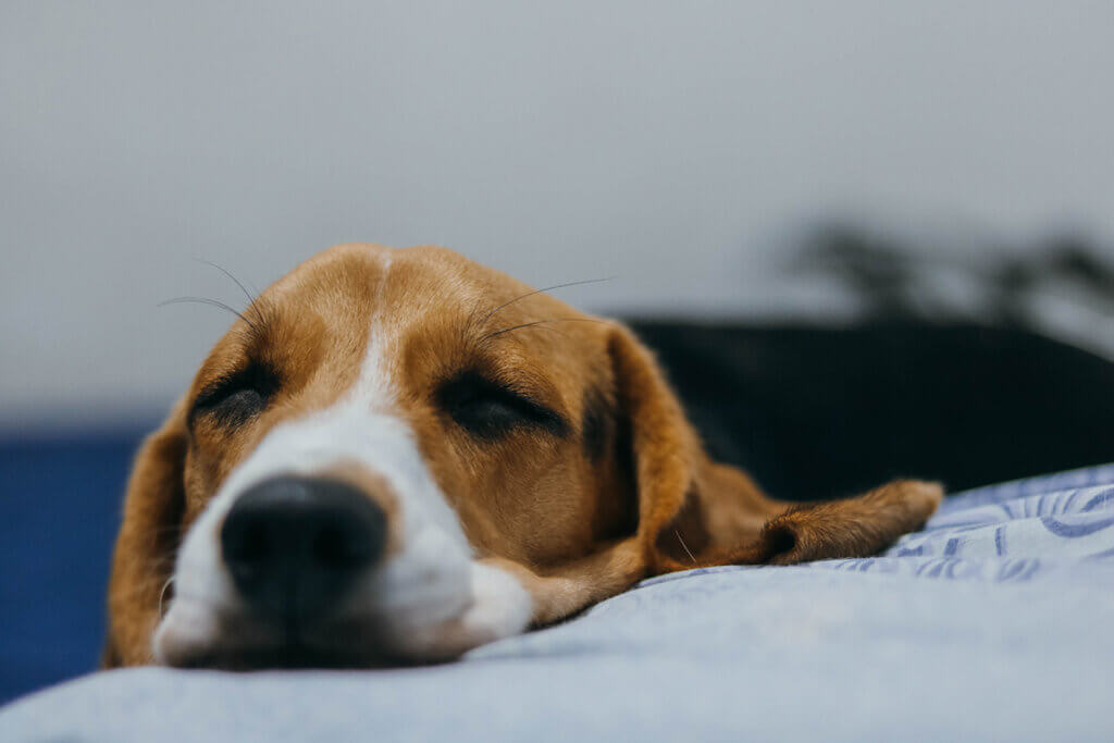 hund liegt mit geschlossenen augen auf der couch