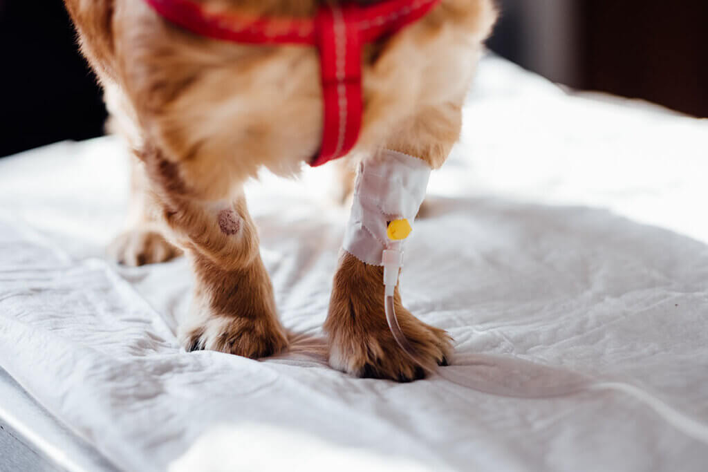 hund bekommt eine infusion