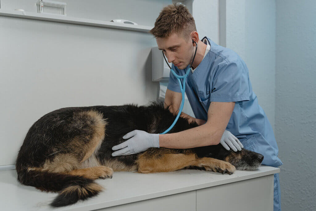 hund wird von einem tierarzt untersucht