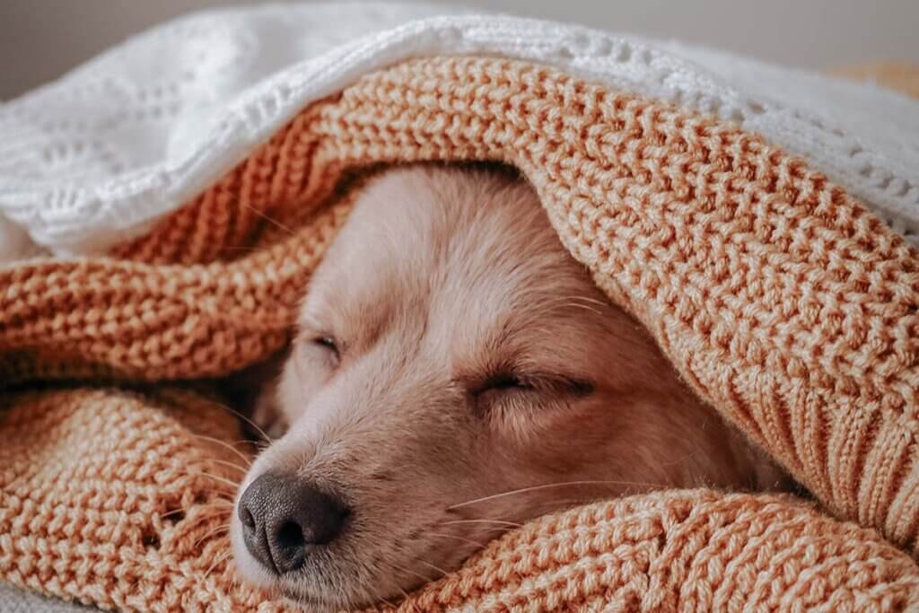 Hundekopf unter einer Decke