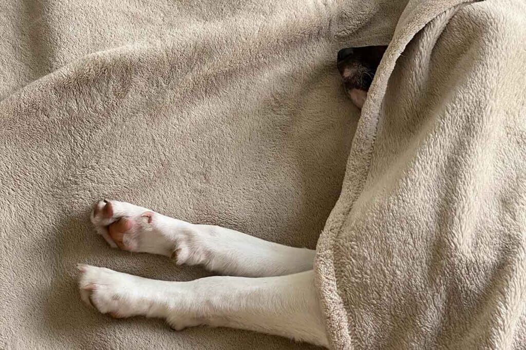 hund liegt im bett unter einer decke und nur seine Beine liegen außerhalb der Decke