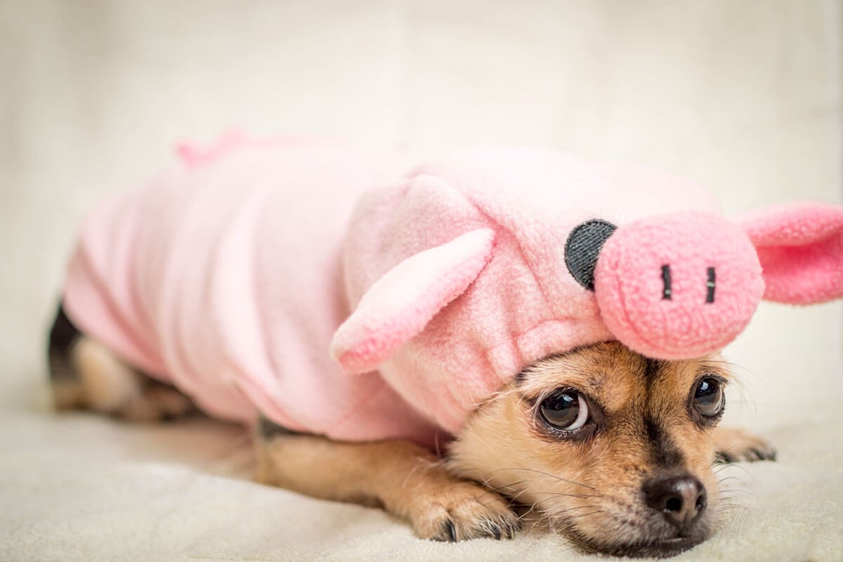 Kleiner Hund liegt auf dem Boden und hat ein rosanes Kostüm an.