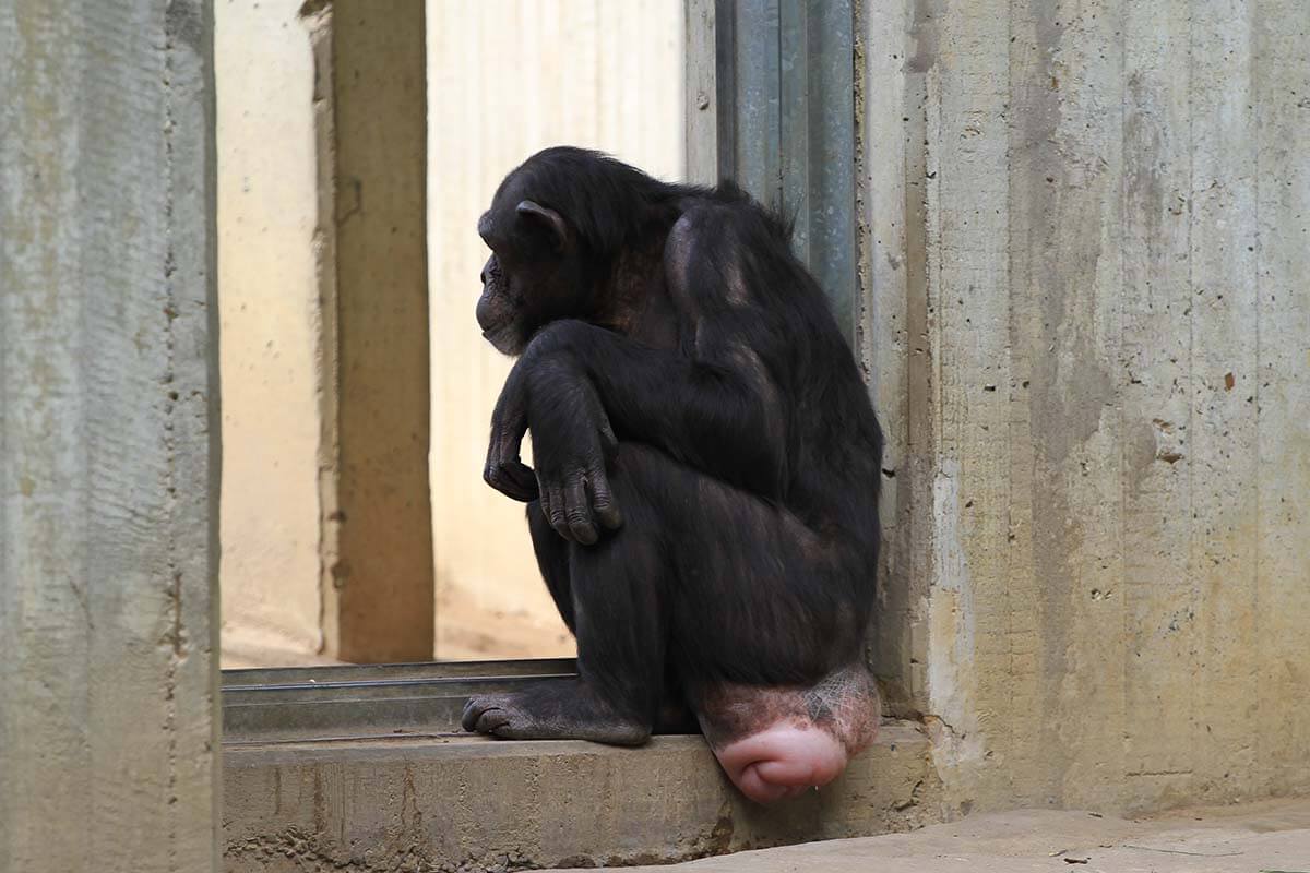 Schimpanse sitzt vor einem Fenster im Betongehege und schaut raus in einen weiteren Raum mit Betonwaenden.