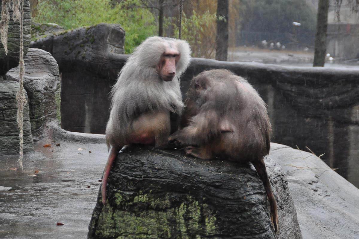 Zwei Paviane sitzen auf einem Stein in ihrem Zoogehege.
