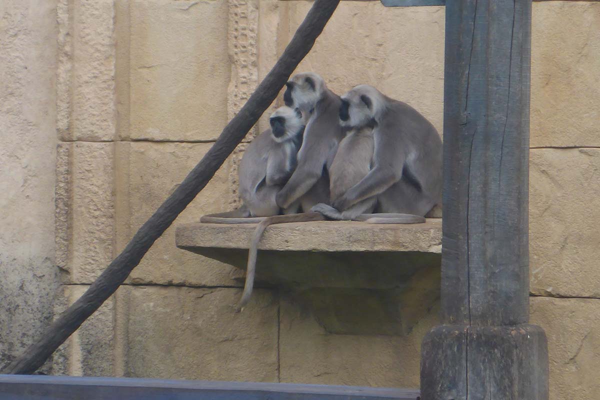 Gruppe von Hulman-Languren sitzen eng umschlungen auf einem erhoehten Brett im Zoogehege.